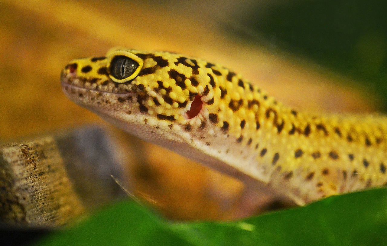 Why does my leopard gecko look pale?