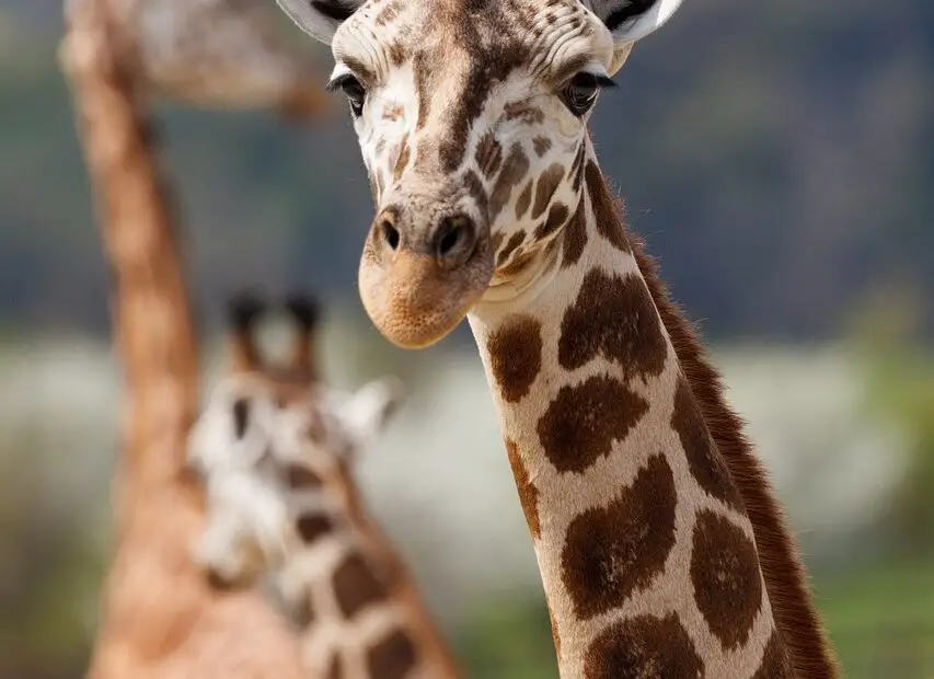 Giraffe Personality: