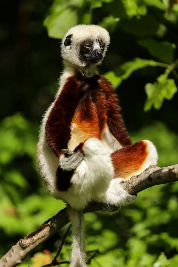 Animals That Look Like Lemurs