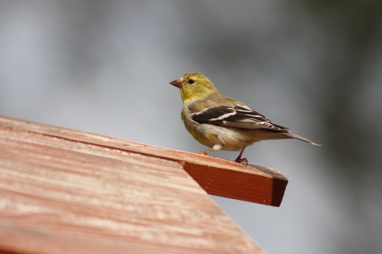 gold finch food