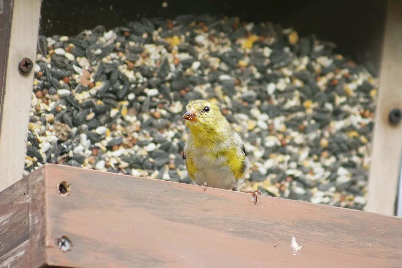 gold finch feed