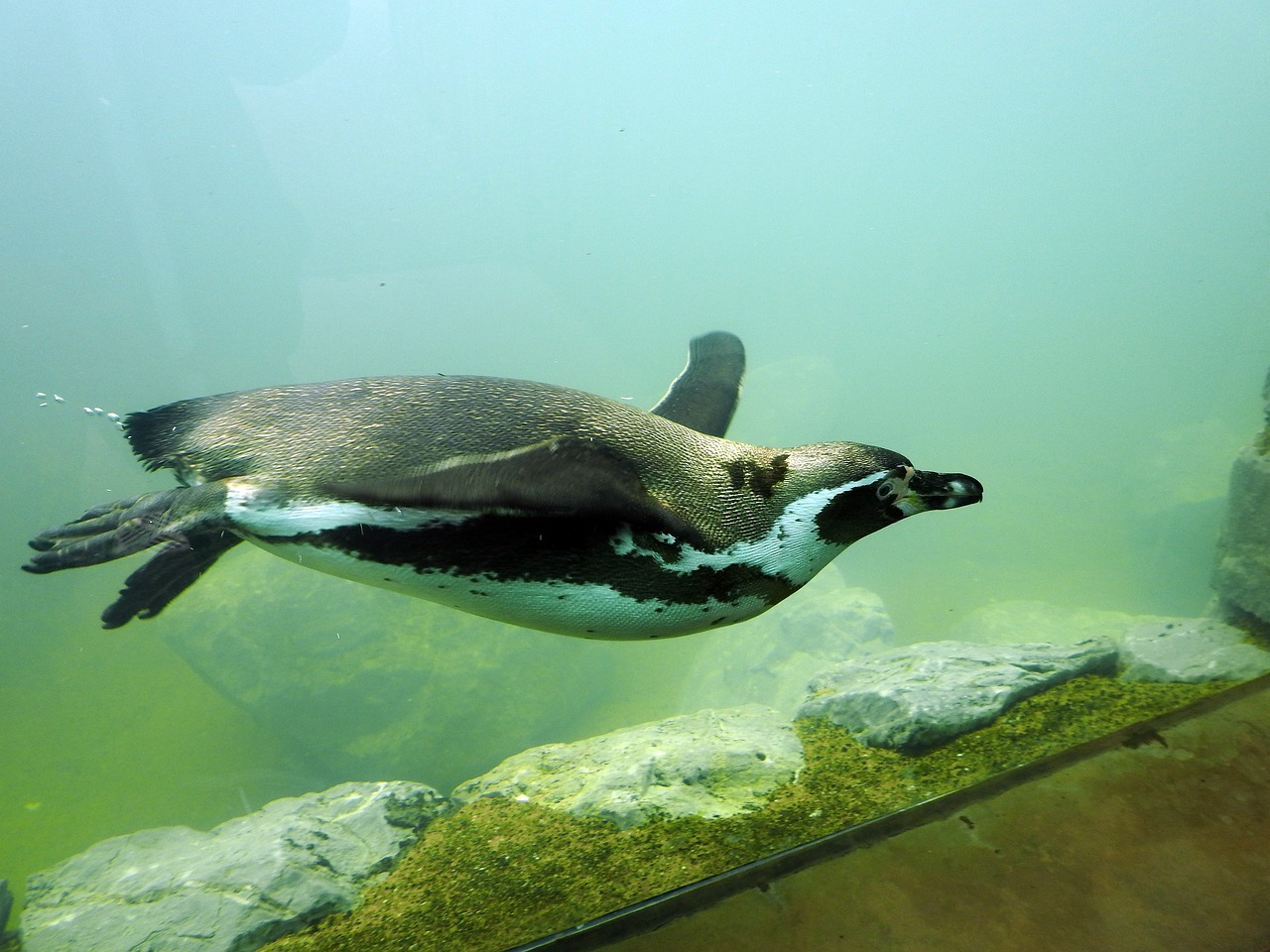 Diving Birds