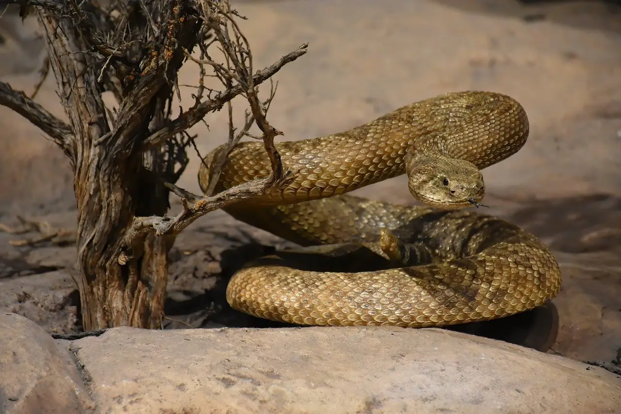 Snake in the Desert
