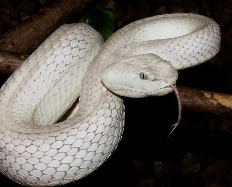 White Pit Vipers