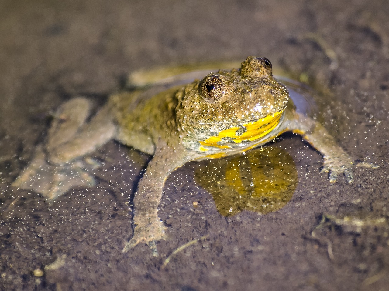 Can Toads Swim In Water Like Frogs?