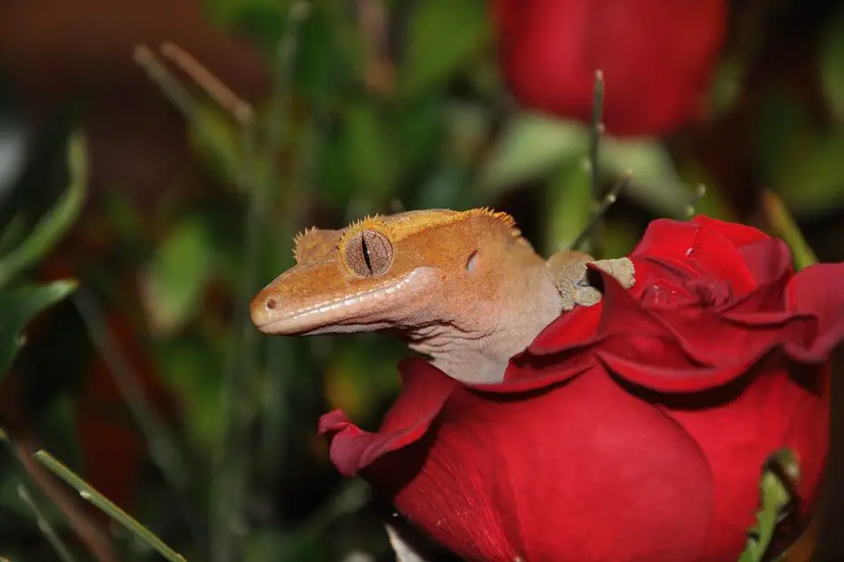 Why Do Crested Geckos Drop Their Tails?