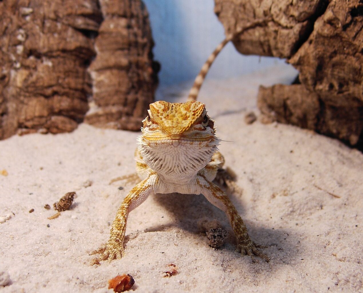 What Is Bearded Dragon Glass Surfing?