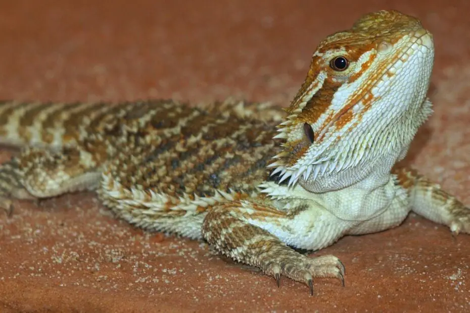 Bearded Dragon Lose Weight