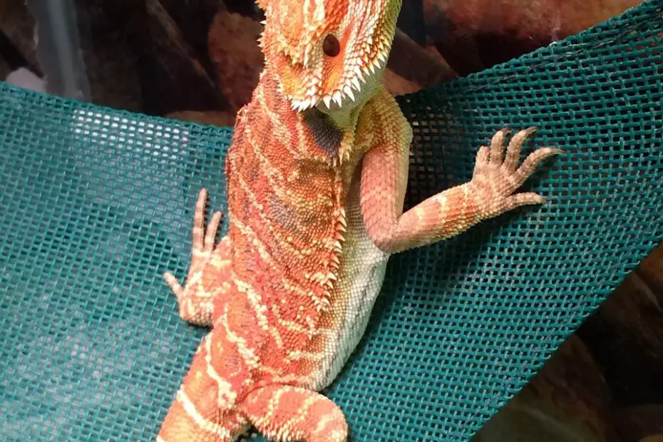 What Is a Bearded Dragon Morph?