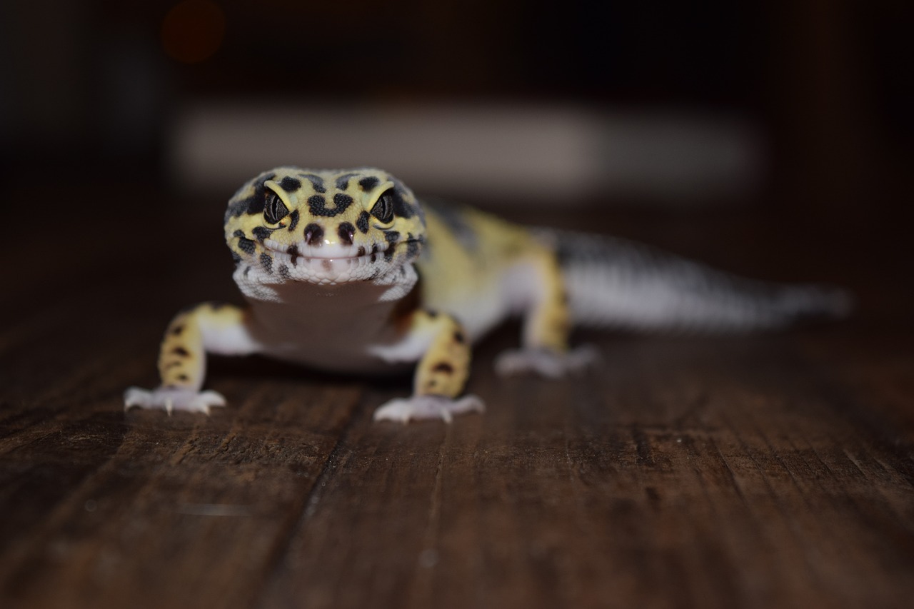Why Do Leopard Geckos Yawn