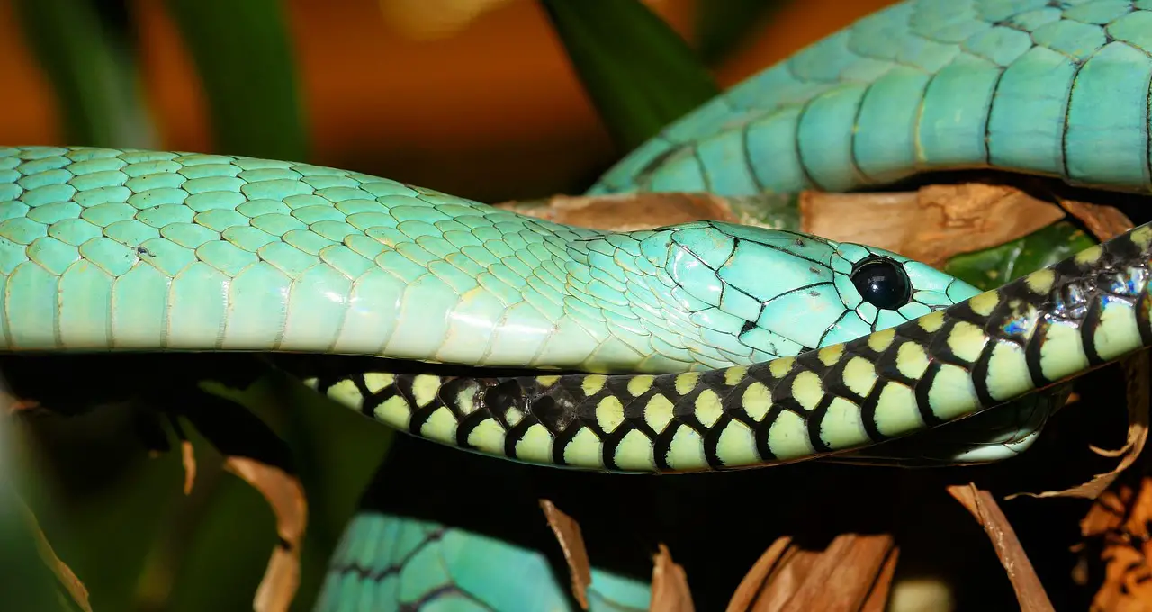 Do Pet Snakes Make Your House Smell Bad