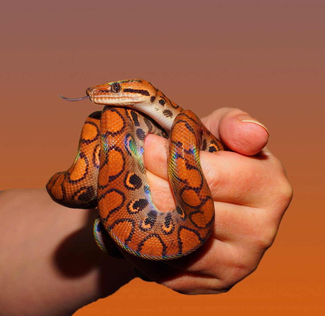 Do Pet Snakes Like Being Petted?