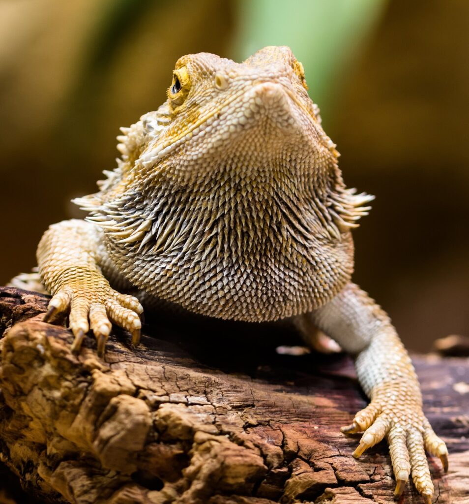 What Is Bearded Dragon Glass Surfing