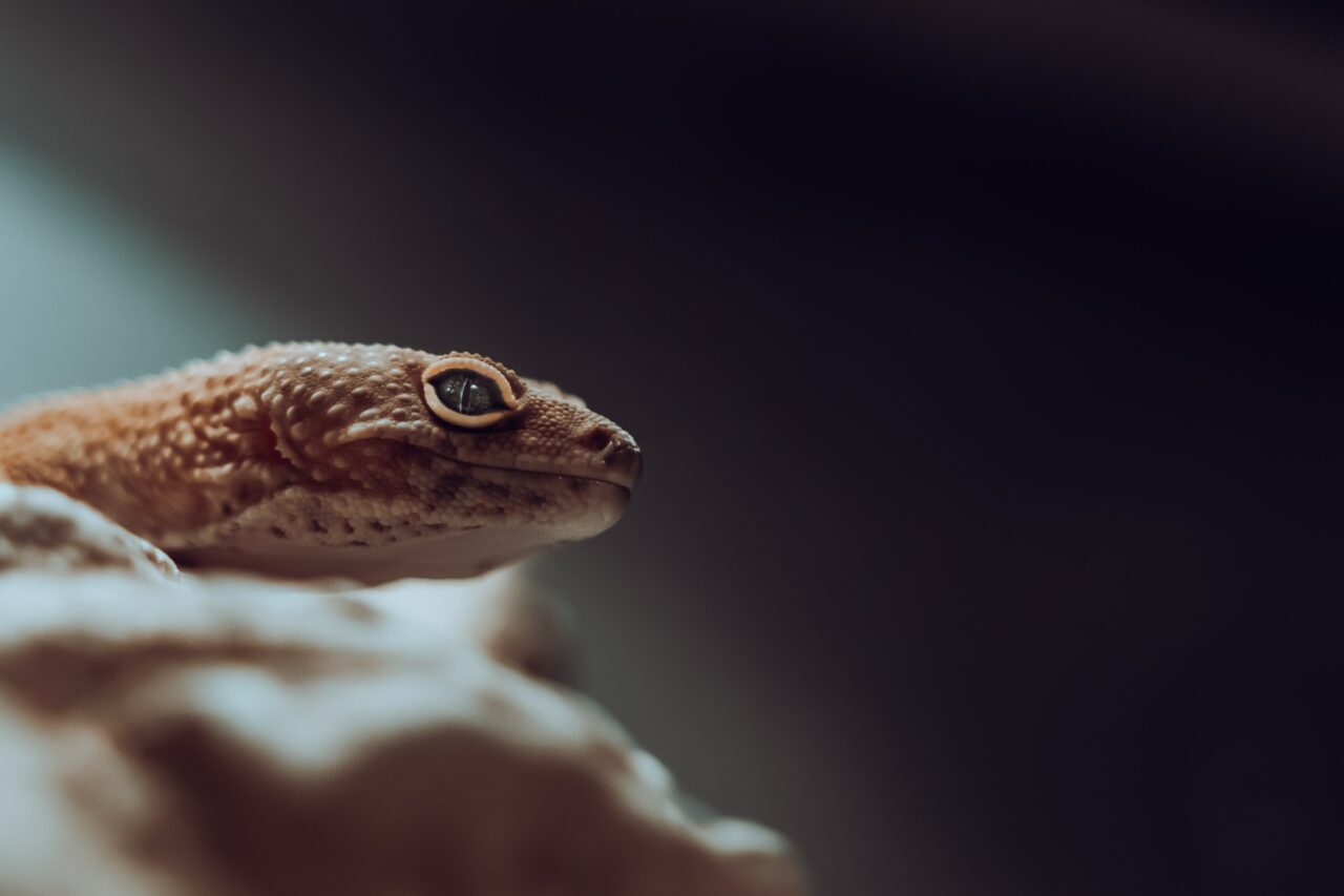 Are Leopard Geckos Social Pets