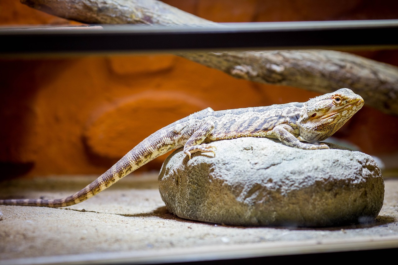 Bearded Dragon Tail Rot