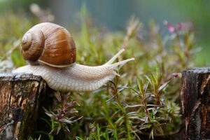How To Keep Snails As Pets