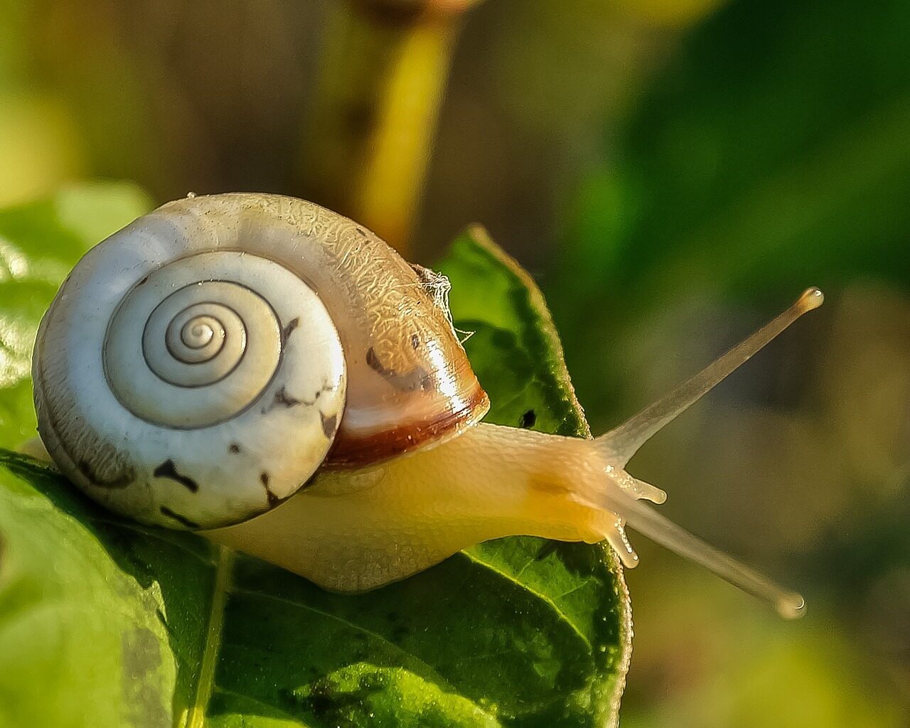 How To Keep Snails As Pets?