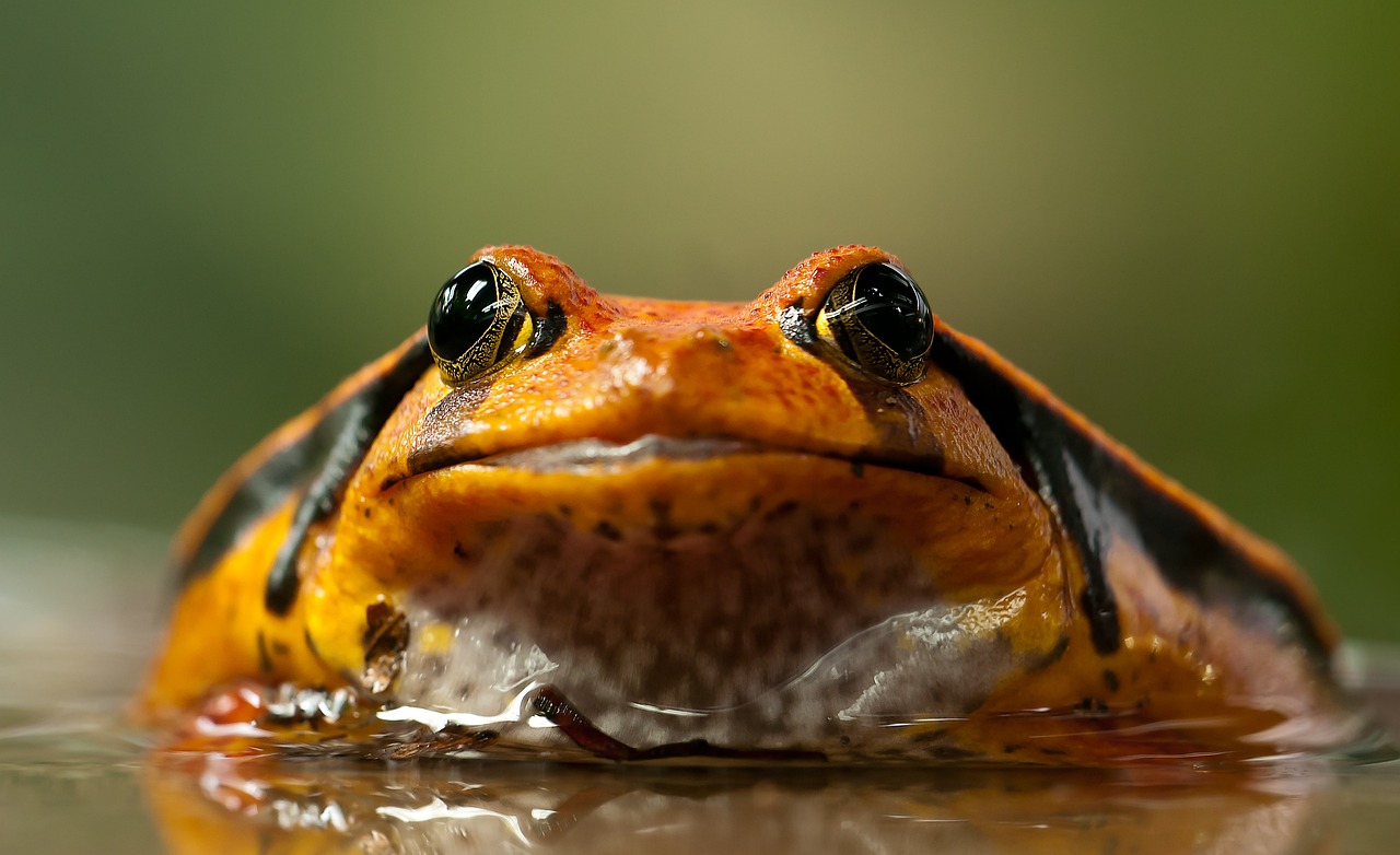 Do Pacman Frogs Have Teeth 