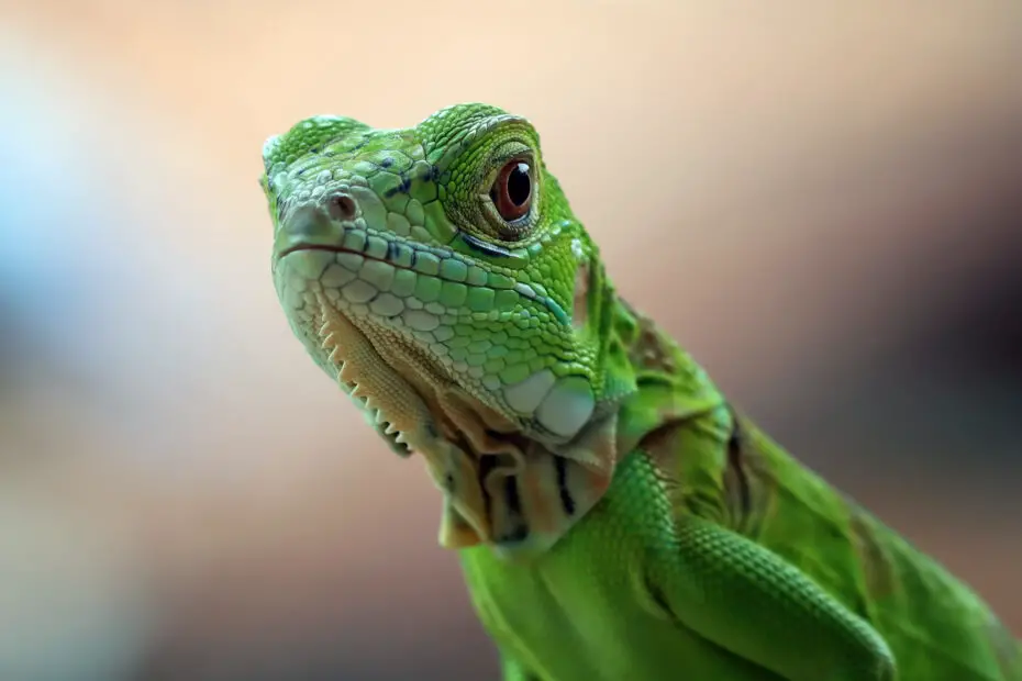 Introduction to Reptiles