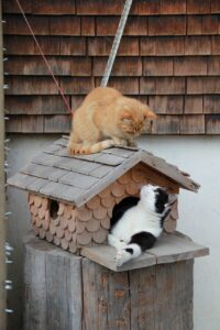 Cat-Friendly Home
