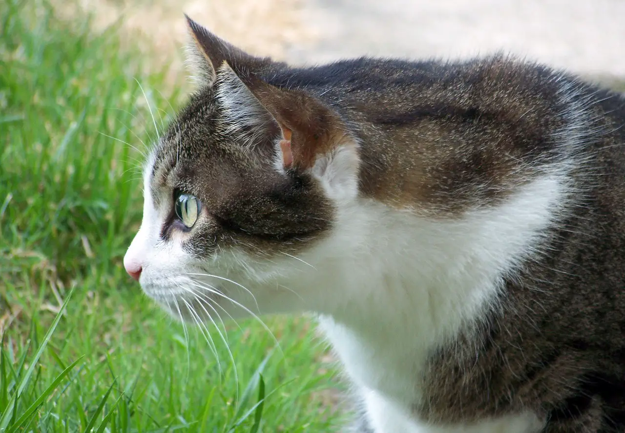 The Environmental Impact of Cat Ownership