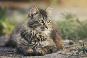 The Evolution of Domestic Cats