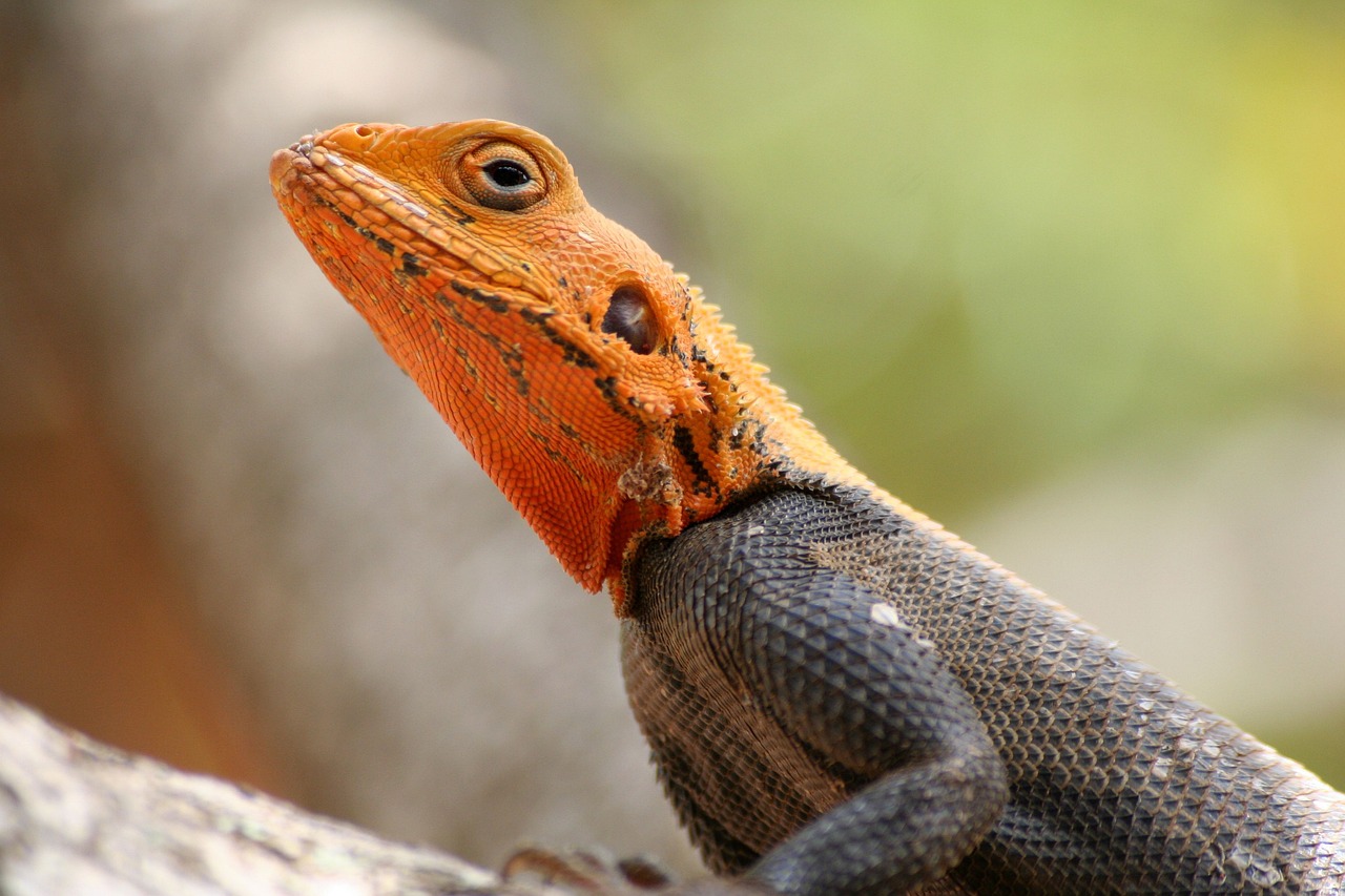 Reptiles Conservation