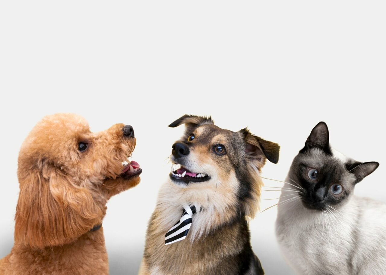The Role of Dental Health in Your Pet's Overall Well-Being