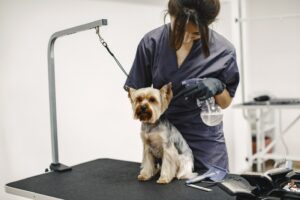 Holistic Approaches to Pet Rehabilitation